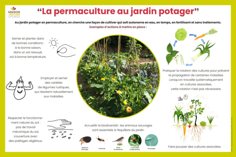 Visite du potager en permaculture